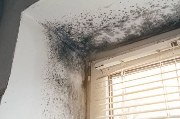 Trusted Black Mold Removal service in Callaway, MD - Cheap Mold Removal