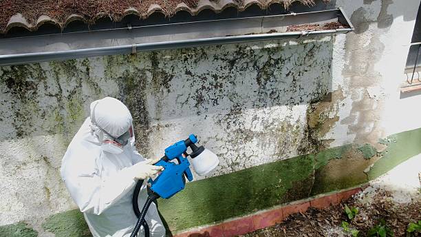 Top rated local Basement Mold Removal specialists in Callaway, MD